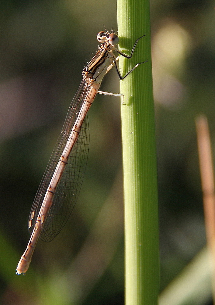 Libellula 2/2009