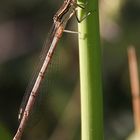 Libellula 2/2009