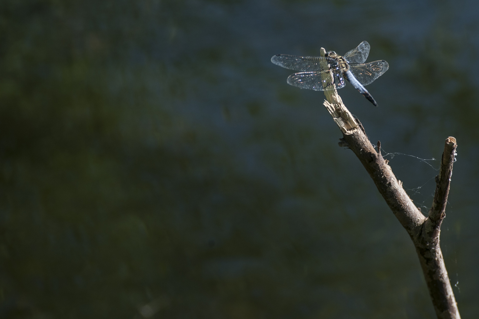 libellula