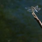 libellula