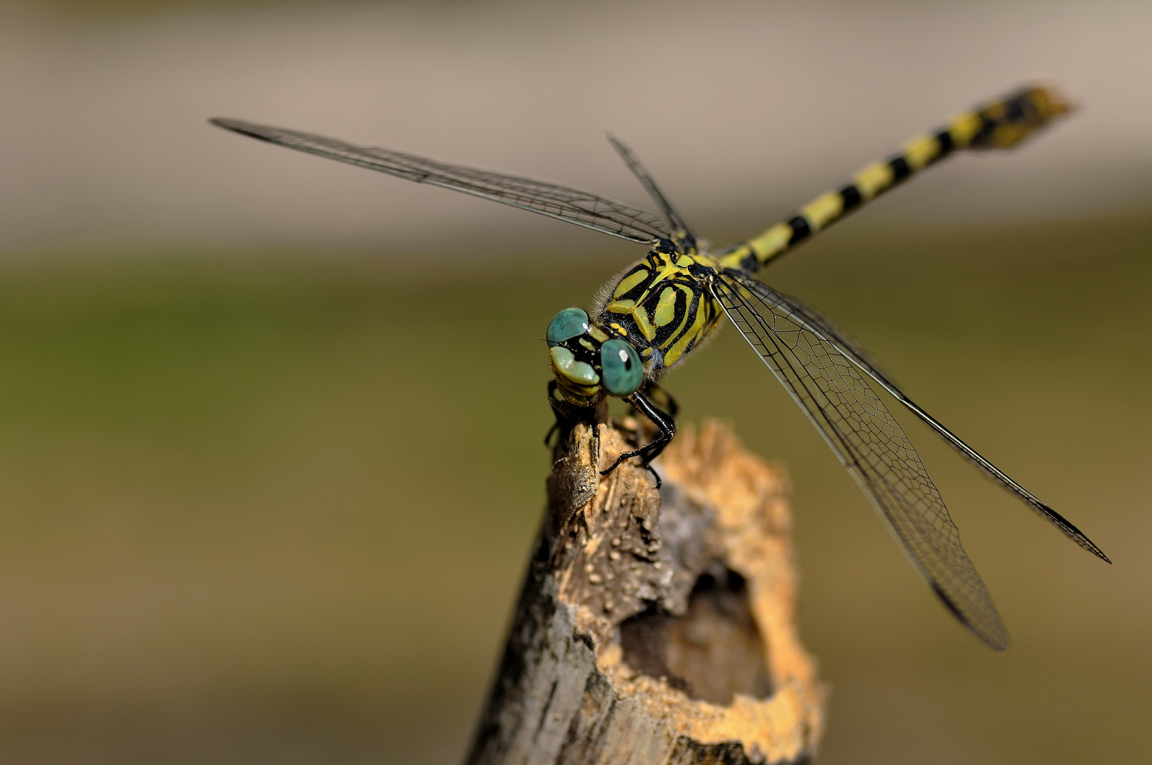 libellula