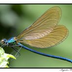 Libellula