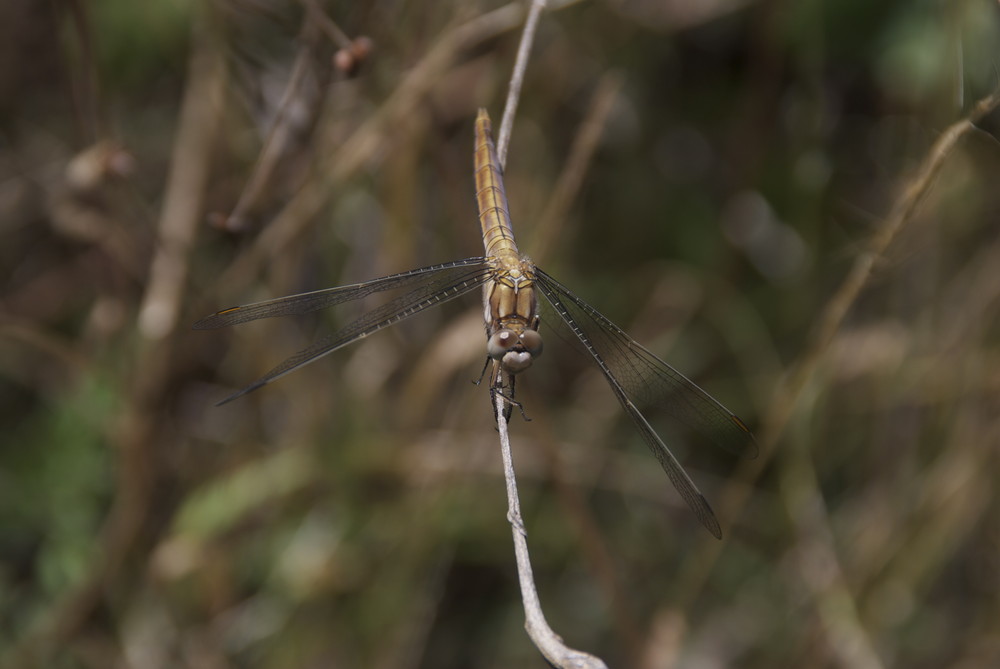 libellula