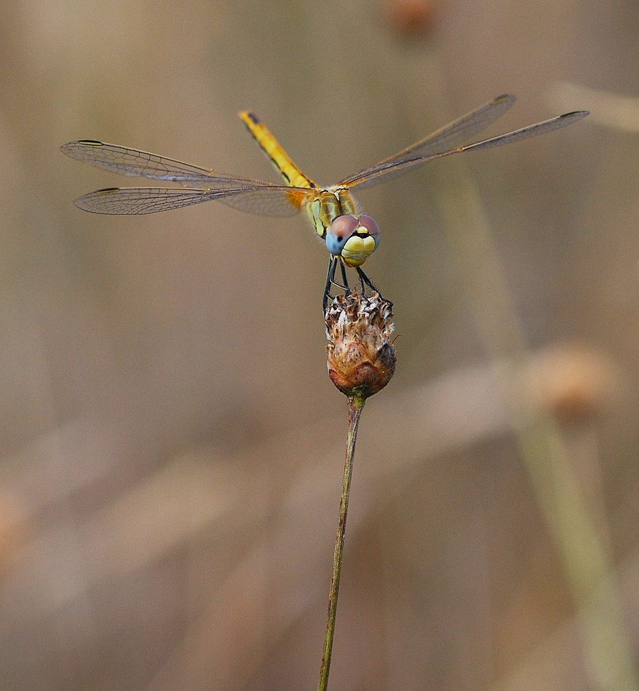 Libellula