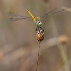 Libellula