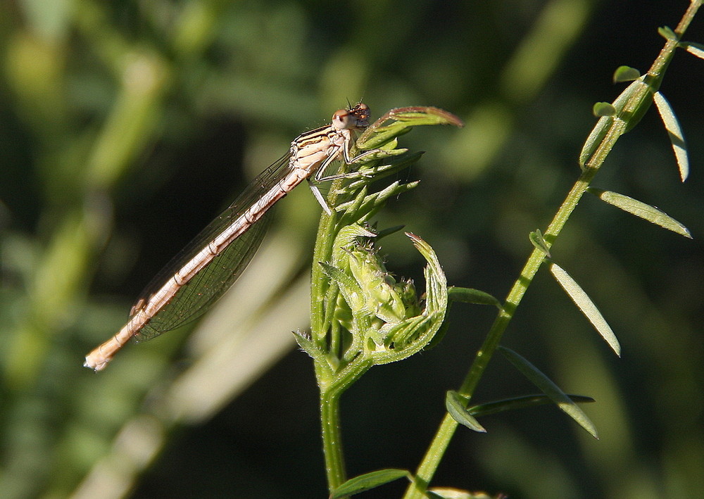 Libellula 3/2009