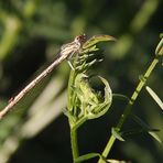 Libellula 3/2009