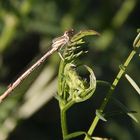 Libellula 3/2009