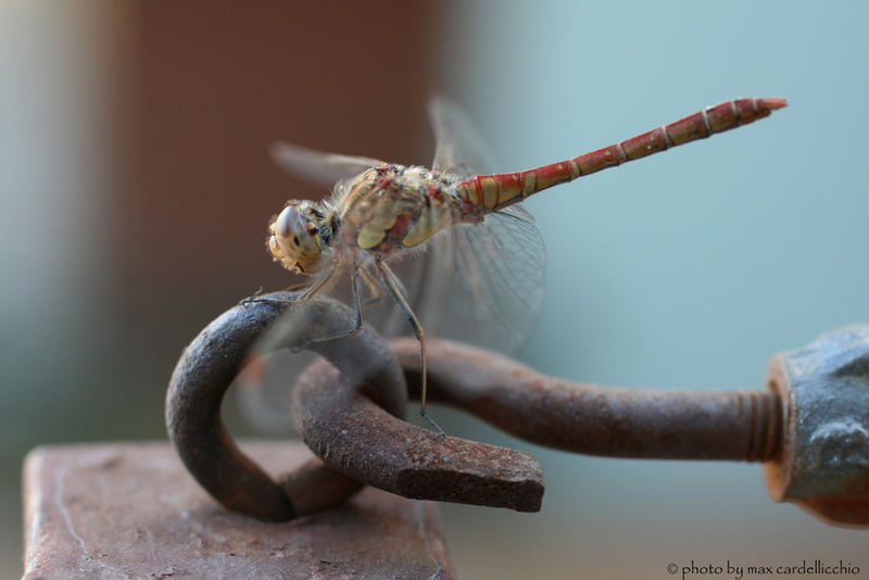 libellula