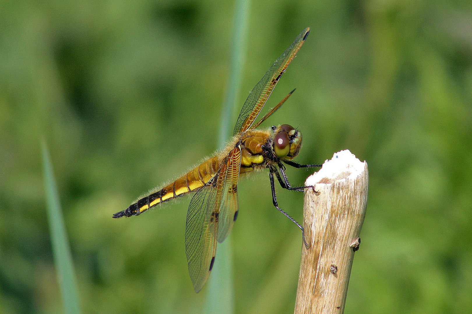 Libellula