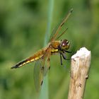 Libellula