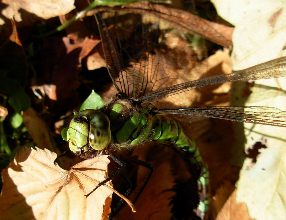 Libellula