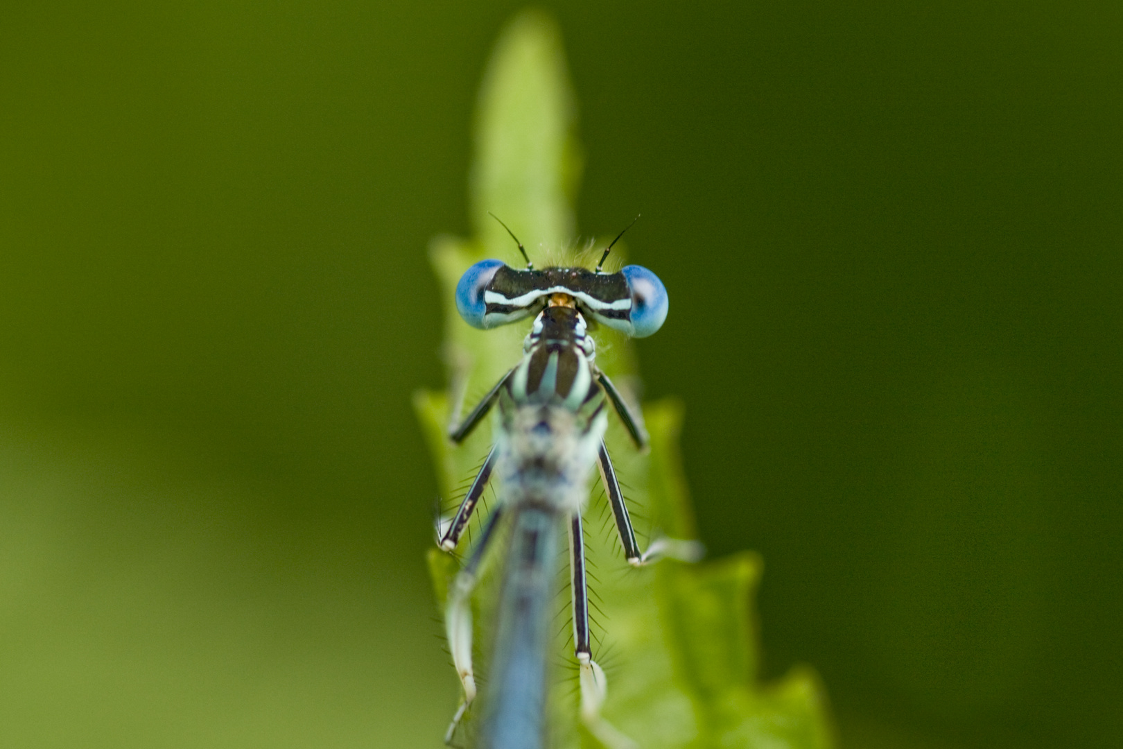 Libellula