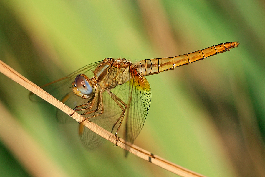 libellula