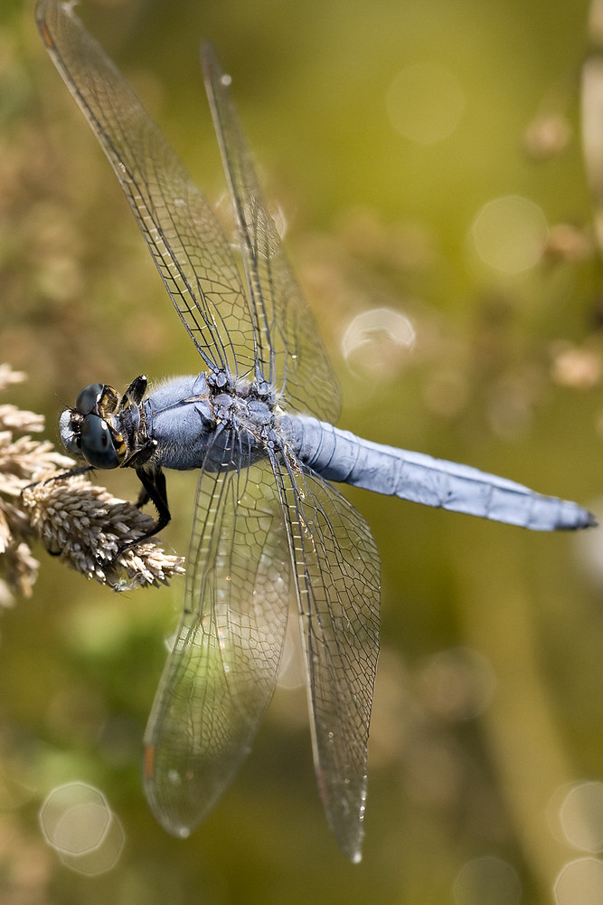 libellula