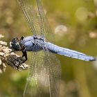 libellula