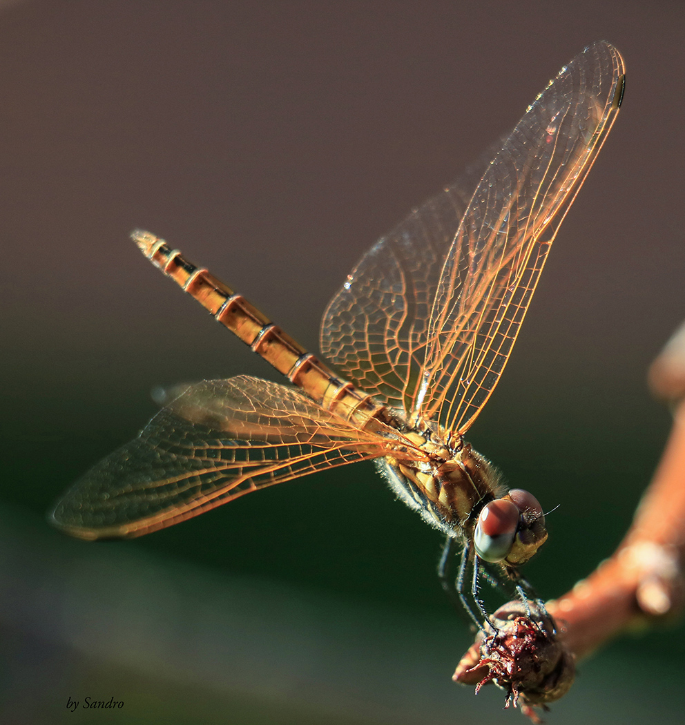 Libellula