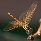 Libellula