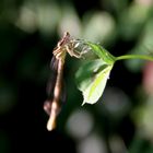 Libellula 4/2009