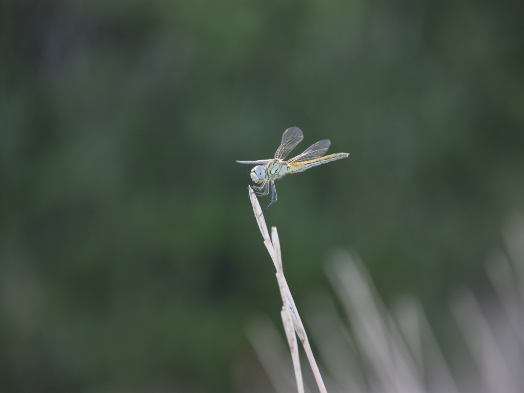 Libellula