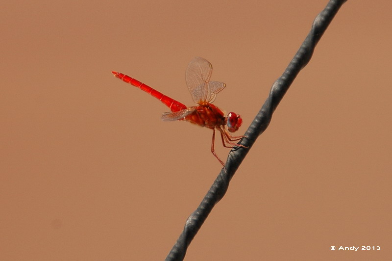 Libellula