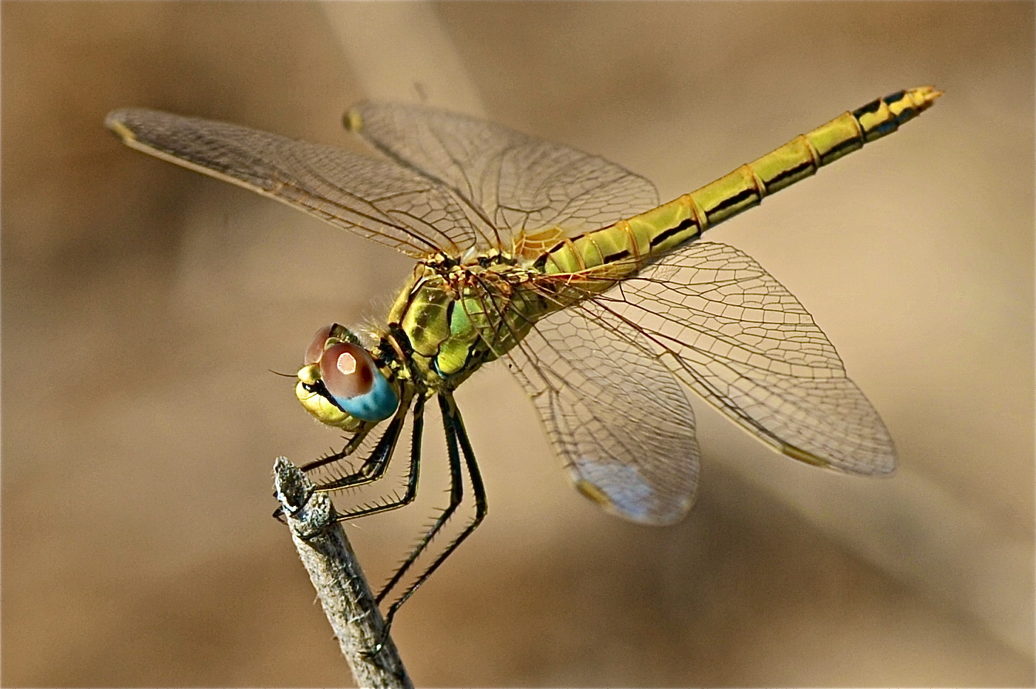 libellula