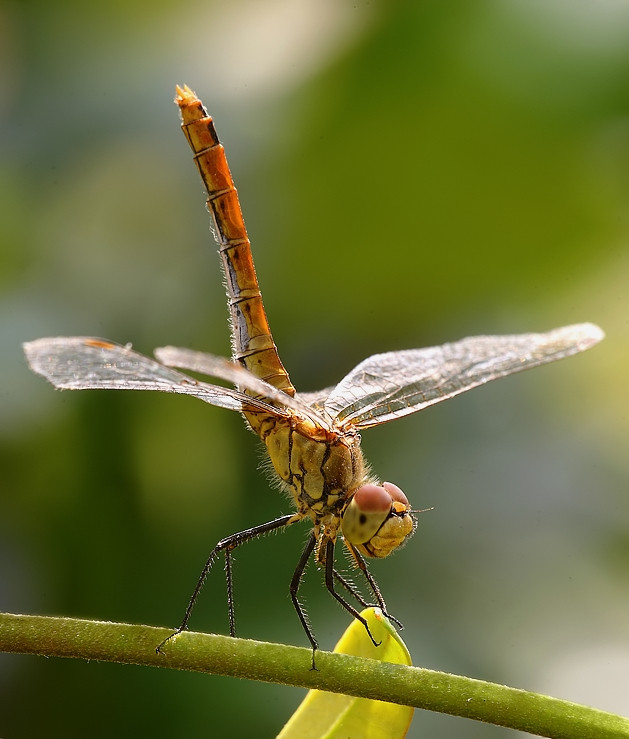 Libellula