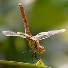 Libellula