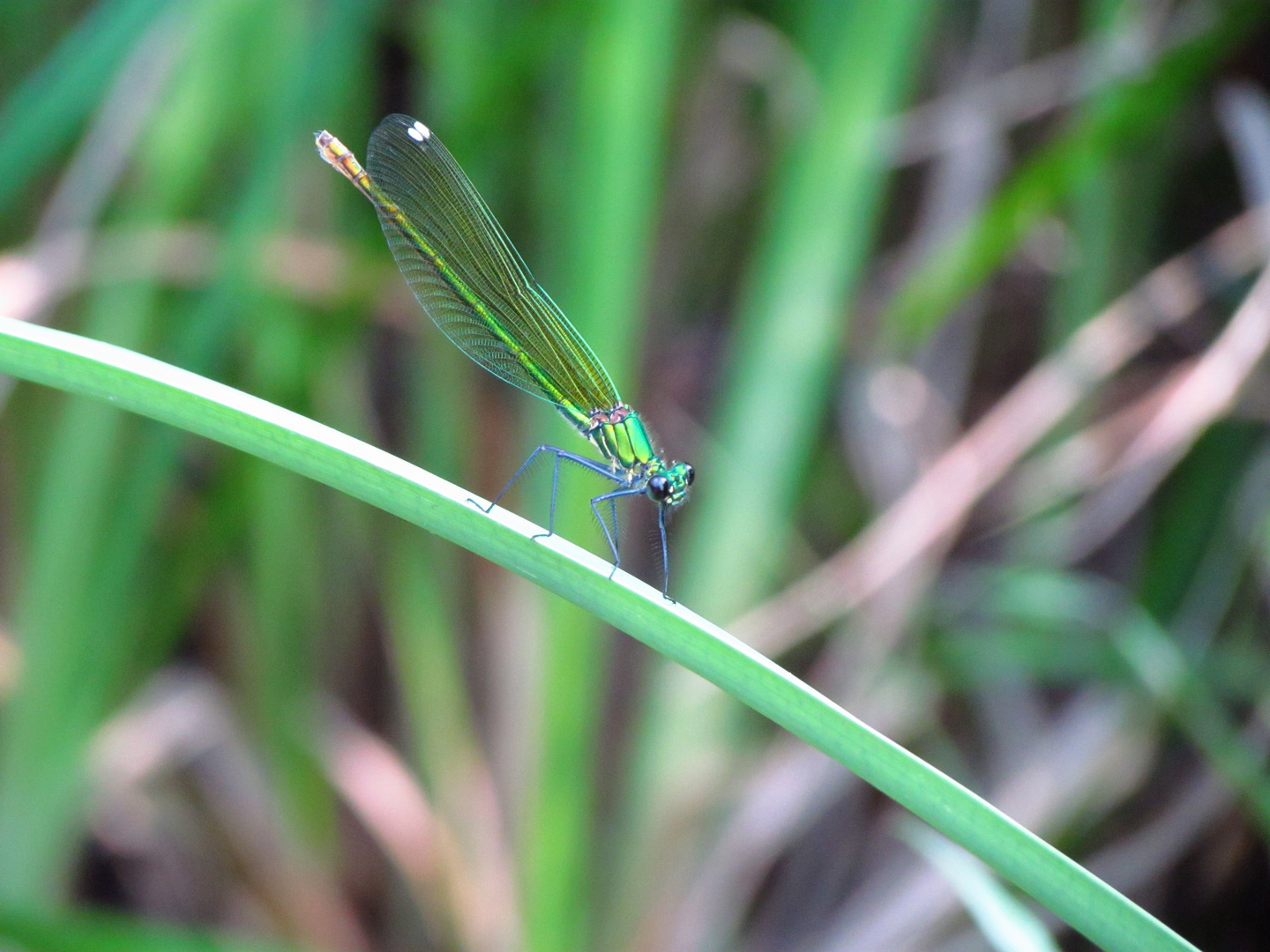 Libellula