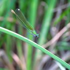 Libellula