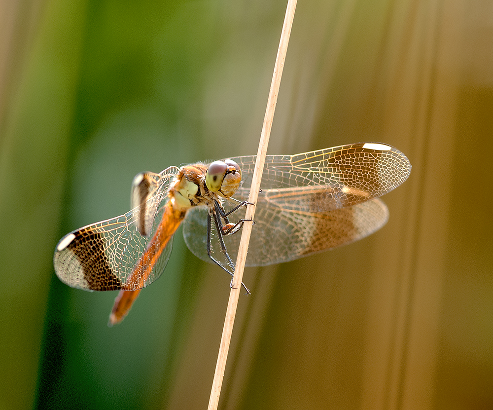 Libellula