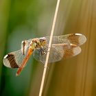 Libellula