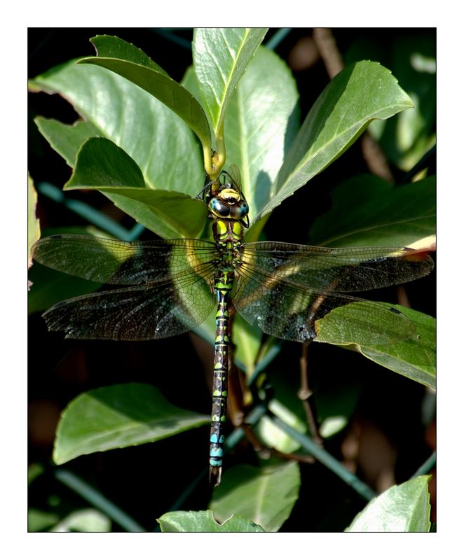 libellula