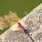 libellula