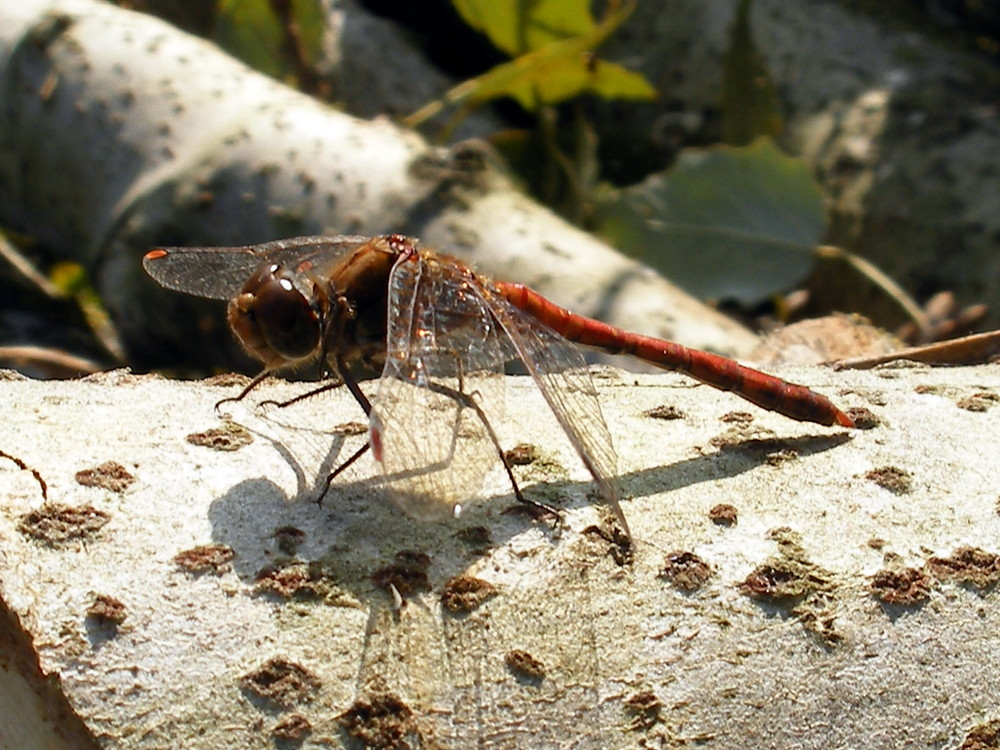 libellula