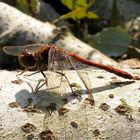 libellula