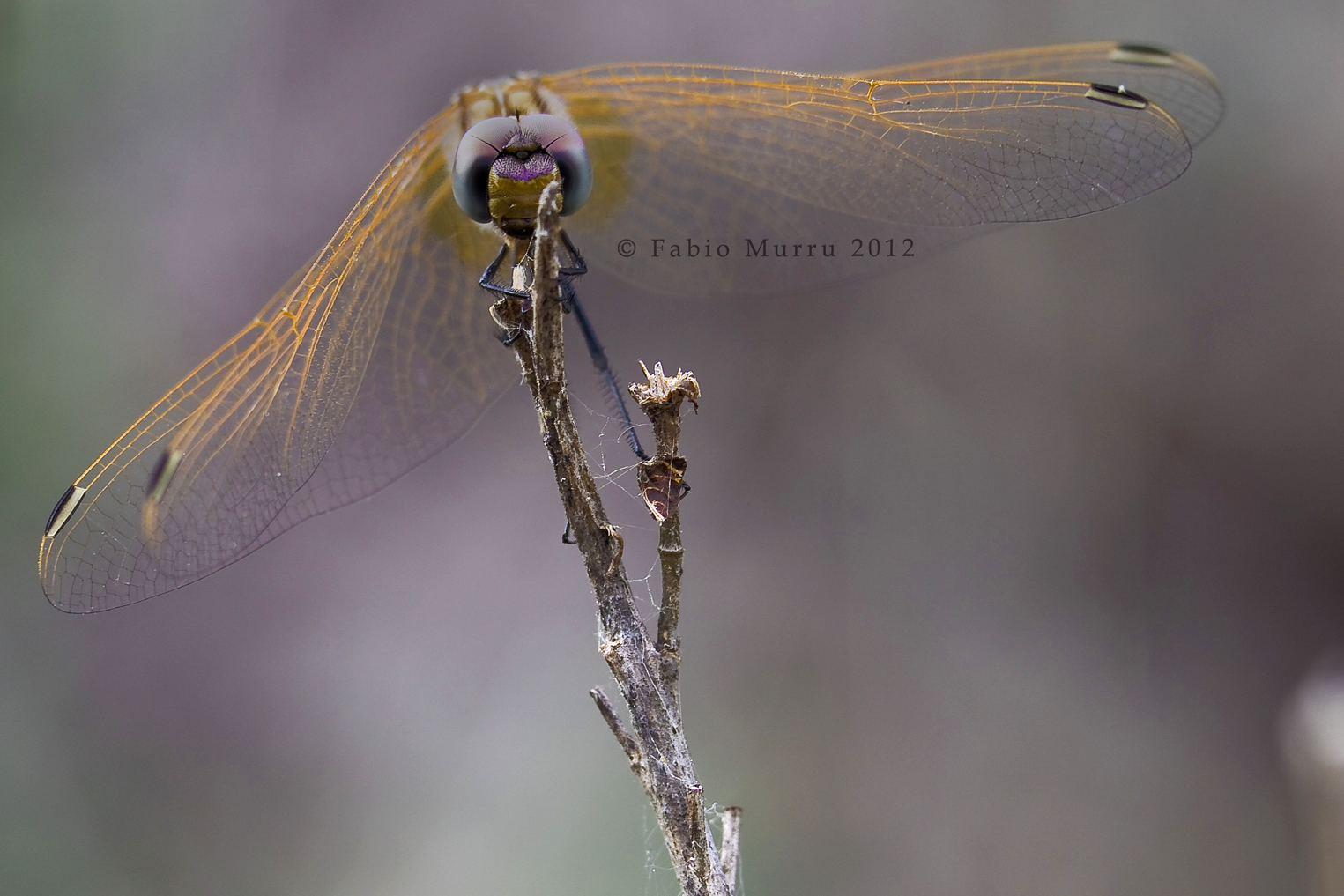 Libellula