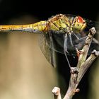 libellula 