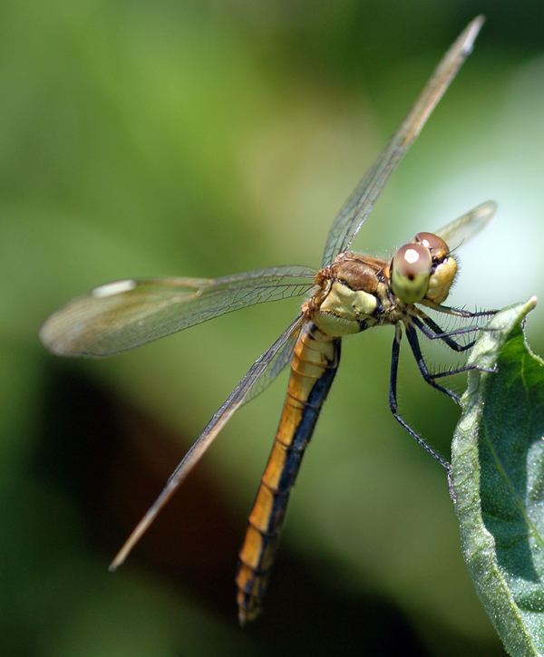 libellula