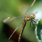 libellula