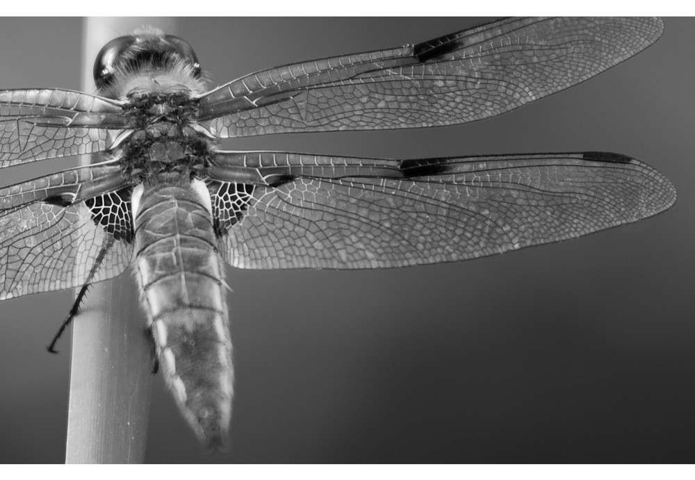 Libellula