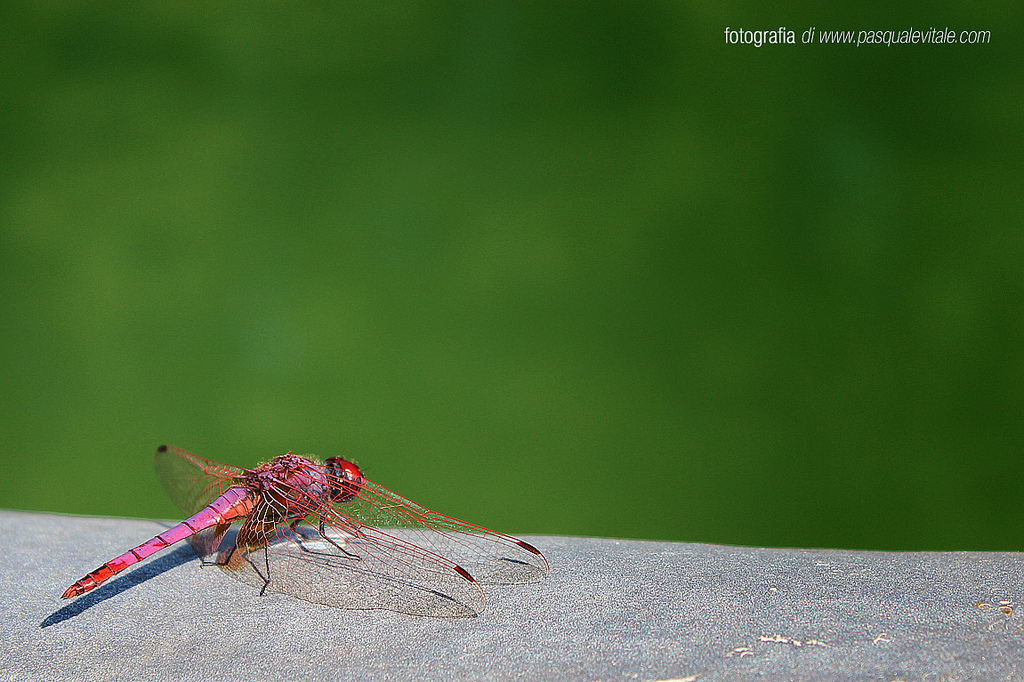 Libellula