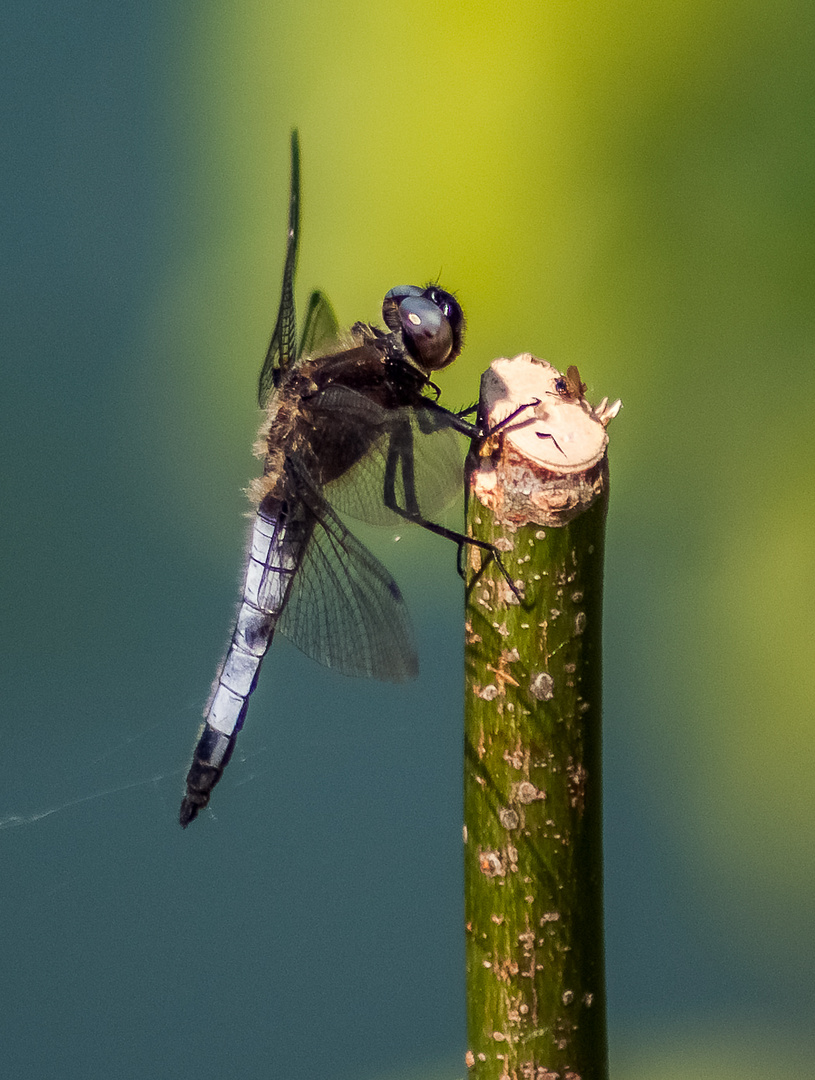 Libellula