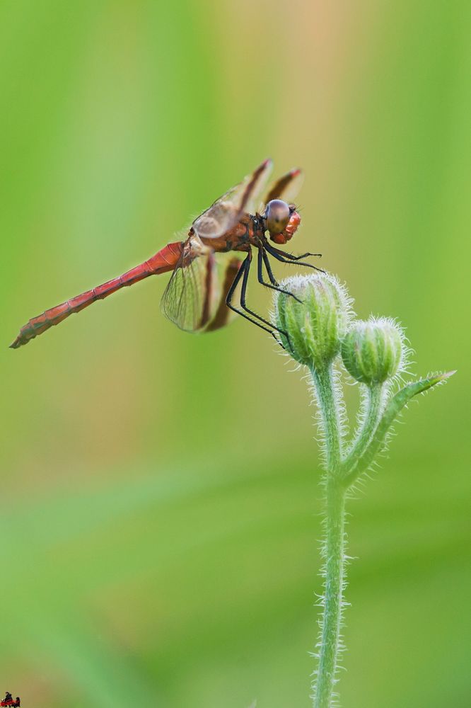 Libellula