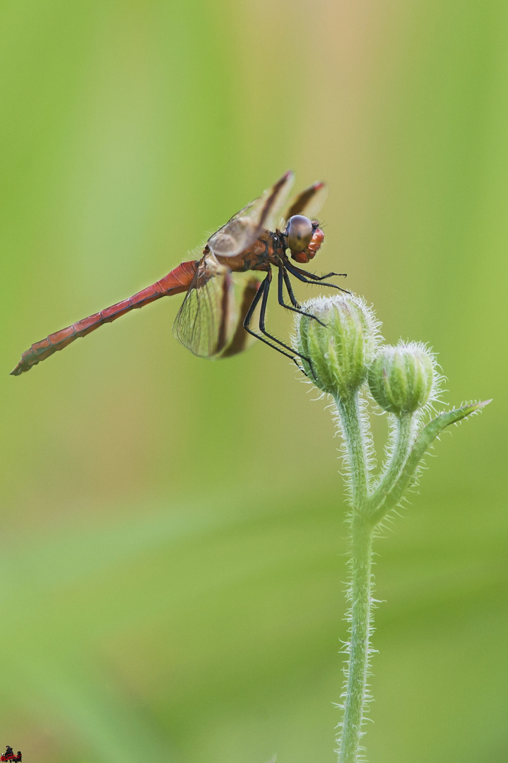 Libellula