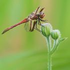 Libellula