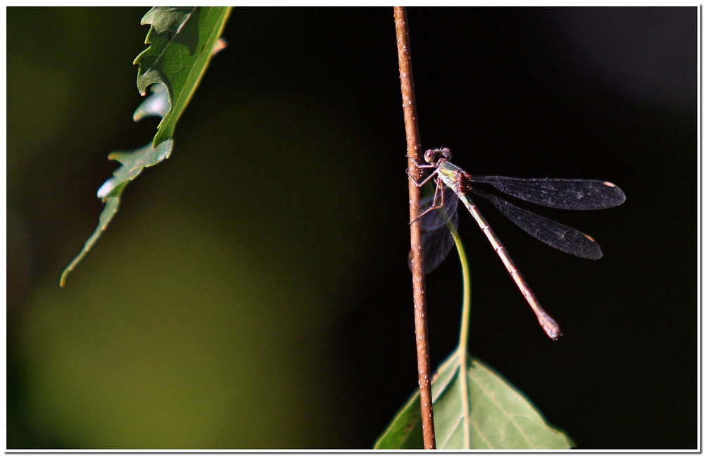 LIBELLULA.