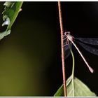 LIBELLULA.