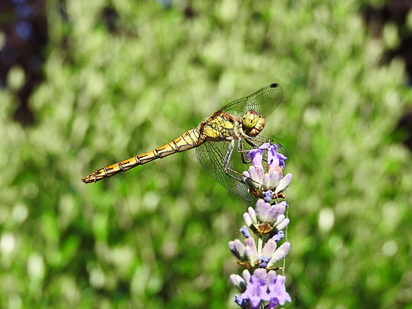 Libellula 