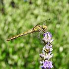 Libellula 